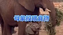 母象投喂食物