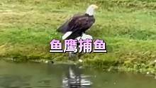 鱼鹰捕鱼