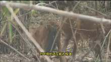 野猪的天敌，当地人称“马彪”，能咬死老虎，比狐狸还聪明2