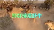 狮群捕猎野牛