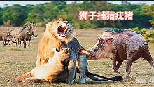 狮子捕猎疣猪