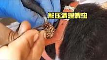 狗狗耳朵长了一堆“黄豆”，男人拿着一个镊子，轻轻的帮他摘除