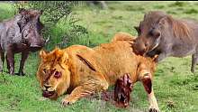 伟大的!超级疣猪勇敢地咬死狮子，称霸森林，真的牛逼