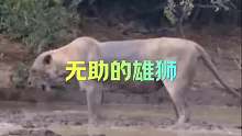 雄狮的无奈