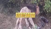 雄狮捕猎