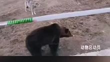三只狼组队也不敌老熊