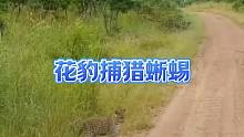 花豹捕猎蜥蜴