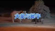 大象与犀牛