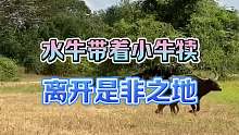 花豹捕猎小牛犊失败 水牛保护小牛犊