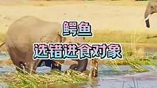 大象去水潭边喝水 鳄鱼选错进食对象