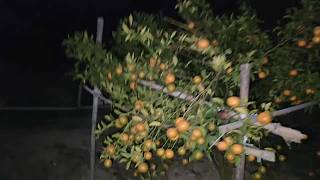 摘取野果引發(fā)盜竊爭議