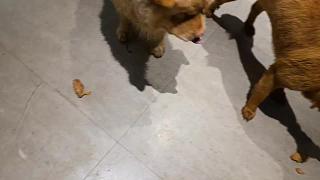 qq驚訝地毯只需百元