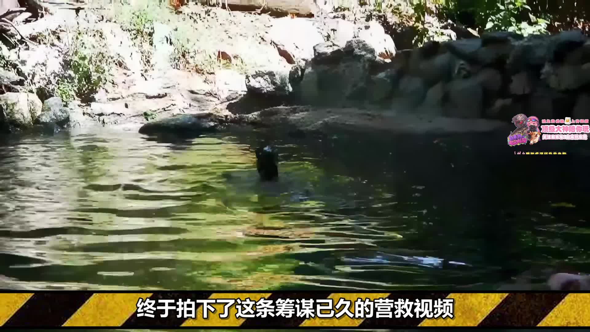 大师策划假小猪落水营救视频