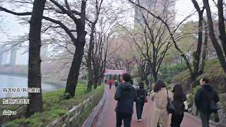 步道櫻花品種引發(fā)熱議