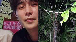 雨林直播突現花紋蛇
