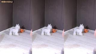 熱情舞蹈演繹時間印記主題