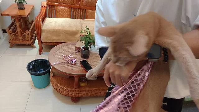 尝试为爬爬戴蝴蝶结遇强烈反抗