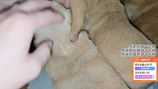 幼犬健康狀態(tài)溫馨展示