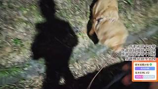 狗子想打架沒找著對手