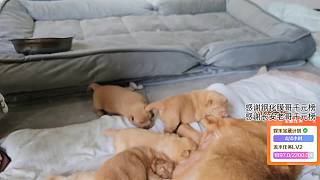 幼犬眼睛太小引驚嘆