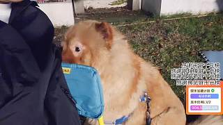 松獅犬行為映射主播熱度缺失