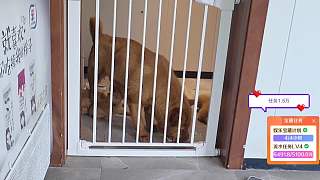 驚嘆幼犬肥胖超可愛