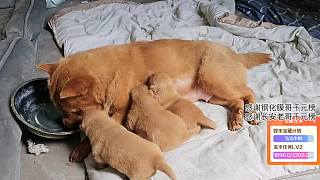 淺毛幼犬酣睡引觀眾喜愛