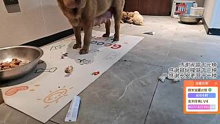 狗踩骨頭渣提醒勿吃太飽