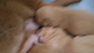 幼犬猛吸母乳用力過猛