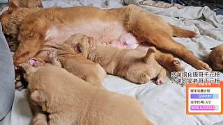 擔心幼犬喝奶拉肚子