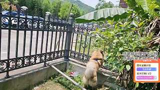 虎糧挑釁隔壁才犬引圍觀