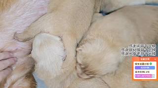 溫馨幼犬吃奶場景展示