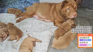 幼犬剛子眼神逗趣引笑聲