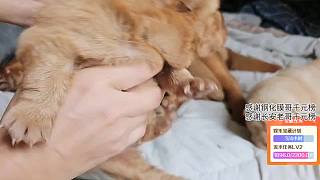 探討幼犬情緒穩(wěn)定性與品種
