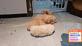 哺乳狗吃雞腿伙食豐盛