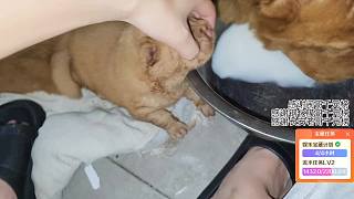 澄清狗狗舔舐非尿液事件