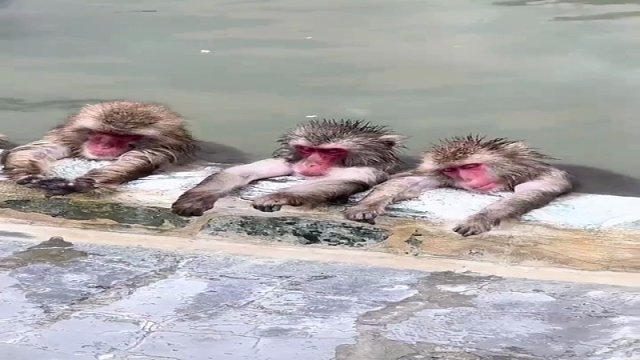 猴哥是懂养生的，看着真舒坦~