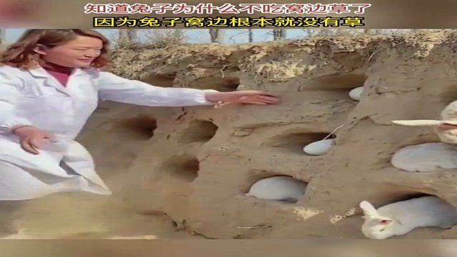 哪儿有狡兔三窟。兔子住的集体宿舍。