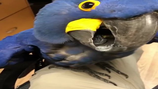 道理我都懂，可是这只紫蓝金刚鹦鹉在对我说“嗨”，它还会“歪头杀”耶！