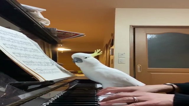 鹦鹉在琴键上踩来踩去、摇头晃脑，主人也配合着它演戏：哇~我家小可爱弹得真棒！