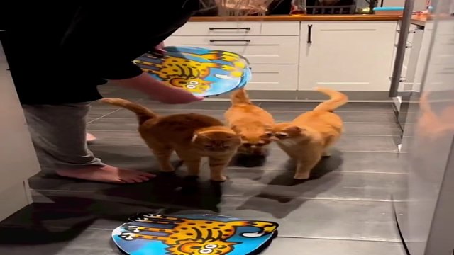 这还是我认识的大橘吗？面对美食居然如此有自制力，而且还是4只...主人也太厉害了吧！