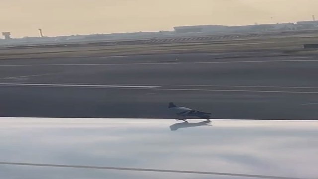 鸽子：这就是坐飞机的感觉吗？