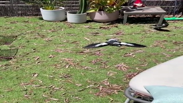 鸟儿躺平式晒日光浴：翅膀一摊，与我无关。