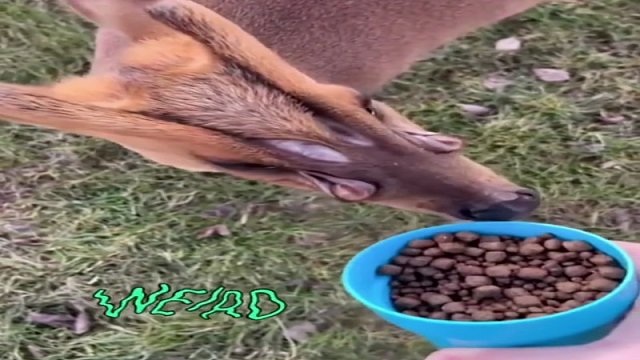 这只小鹿的眶下腺过于“发达”了，越看越觉得怪异...