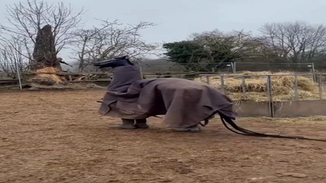 马儿：咱们这好像混进了奇怪的东西