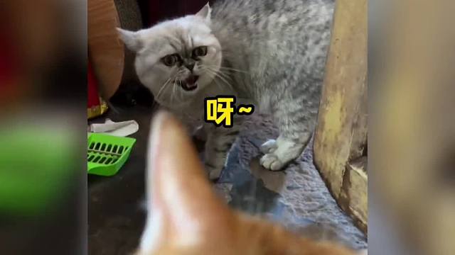 动物搞笑配音，你怎么啦？