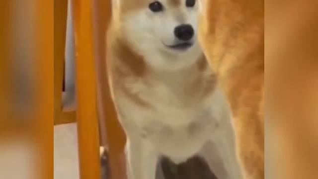 动物配音，我怎么长得跟狗一样