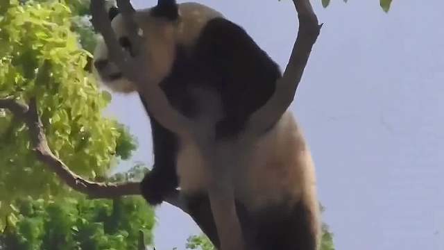 大熊猫：你不要过来啊