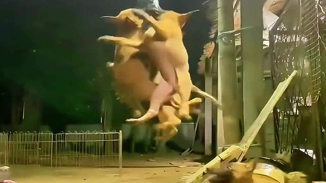 搞笑动物配音，三...狗开泰