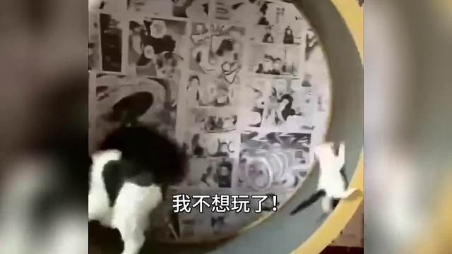 搞笑动物配音，妈妈你踩着我了